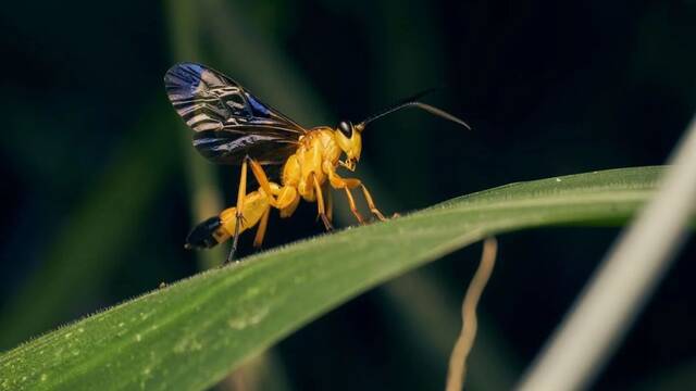 Millones de avispas vampiro arrasan el Amazonas: muerde con sus mand�bulas, pone huevos bajo la piel y devora desde dentro
