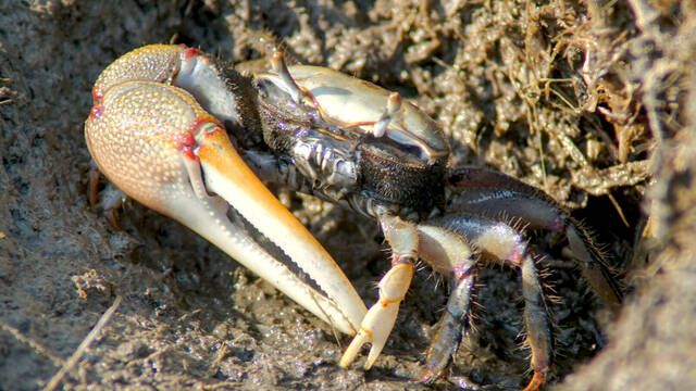 La ciencia lo confirma: este cangrejo, antes visto como aliado de la naturaleza, transforma el pl�stico en un veneno letal