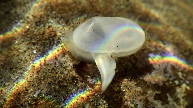 Confirmado por la ciencia: un molusco transparente, extinguido hace 30 a�os, reaparece y sorprende a todos los expertos