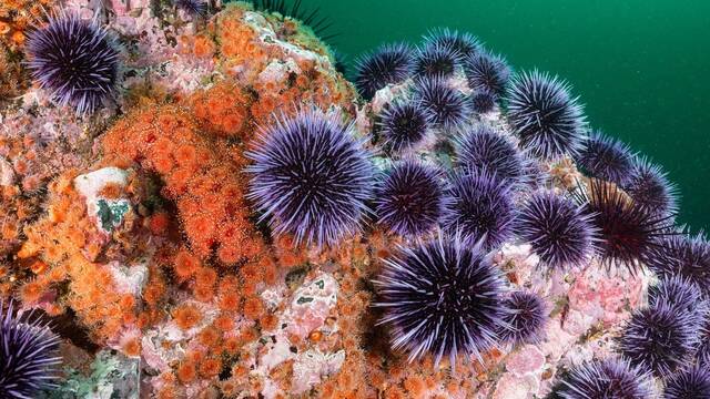 Estados Unidos est� criando en laboratorio a un superdepredador para salvar los oc�anos: devora m�s de 40 erizos de mar al d�a