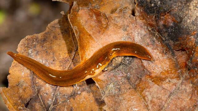 Crece la preocupaci�n en Europa: el gusano 'mortal' que se clona a s� mismo, regenera su cuerpo y destruye millones de cultivos