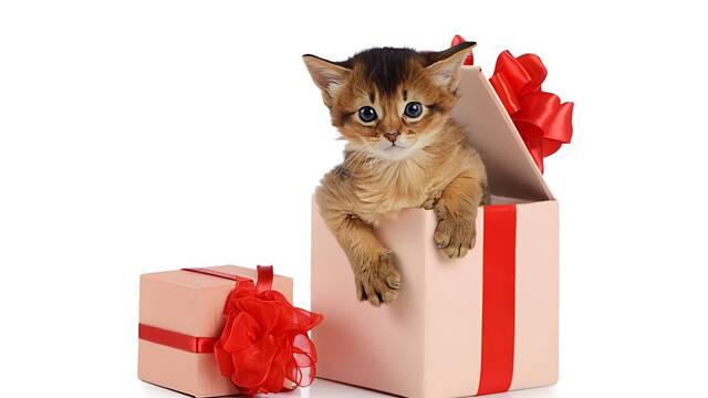 En Espa�a la Navidad tambi�n va para las mascotas: el 85% de due�os compra regalos a sus perros y gatos