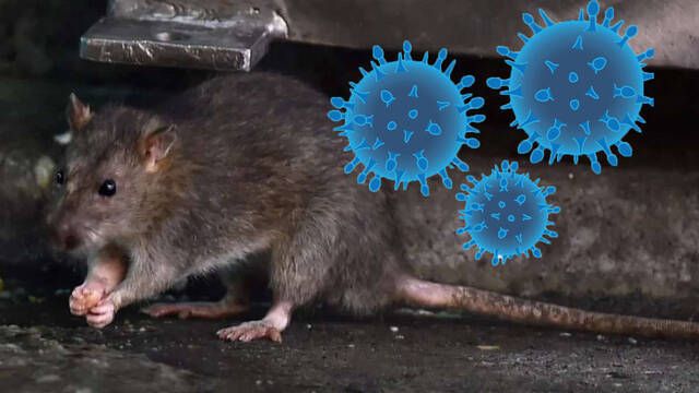 Detectan en Nueva York un brote de una extraa enfermedad transmitida por la orina de rata
