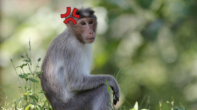 Un mono viaja ms de 22 kilmetros para vengarse de un aldeano en India