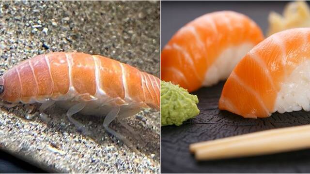 Aparece en Jap�n una criatura igualita a una pieza de nigiri de salm�n