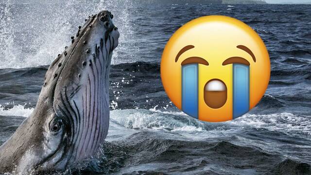 As es la trgica historia de la ballena ms solitaria del mundo
