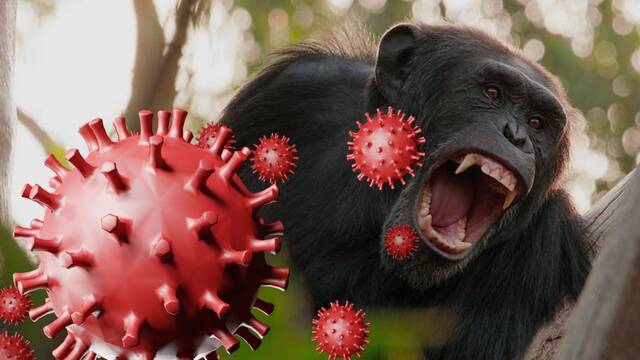 Un virus en monos similar al ébola podría propagarse a humanos