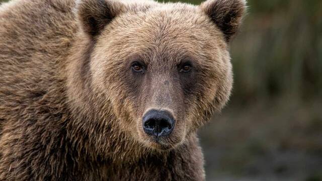 Alarma en Japn por el aumento de los ataques de osos y se disparan las cifras de heridos y fallecidos