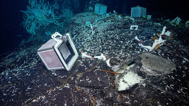 Cientficos encuentran unos extraos gusanos enormes bajo el lecho marino donde no debera existir vida