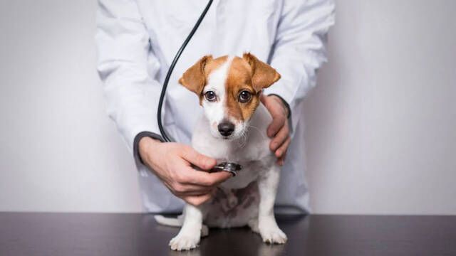 Veterinarios advierten de la enfermedad que padecen con mucha ms frecuencia esta popular raza de perros