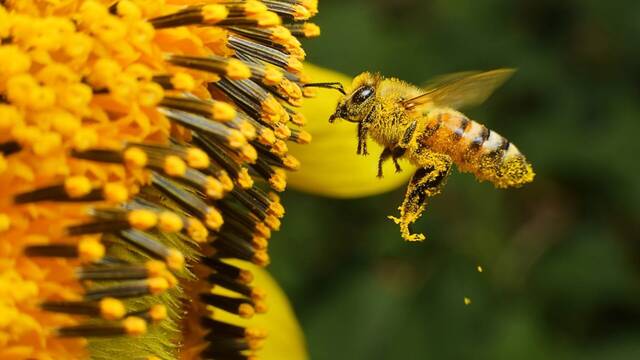 Expertos alertan sobre la alarmante disminucin de abejas y advierten: su extincin puede ser un grave problema para la vida