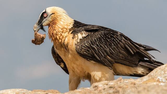 Arque�logos hallan unos particulares objetos medievales dentro de nidos de quebrantahuesos en Espa�a: 'Son museos naturales'