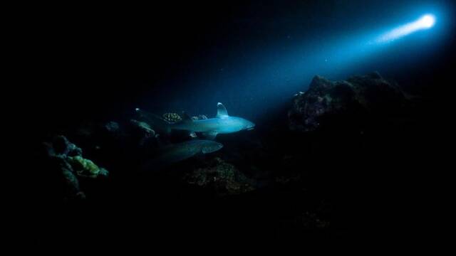 Ni bestias marinas ni gusanos: Cientficos confirman que estas fueron las primeras formas de vida hace 540 millones de aos