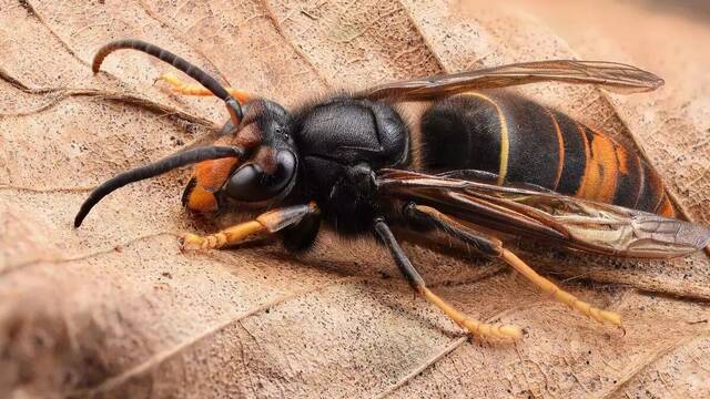 Alarma y preocupaci�n por el plan para frenar a la avispa asi�tica en Espa�a: 'Est�n destruyendo el ecosistema'