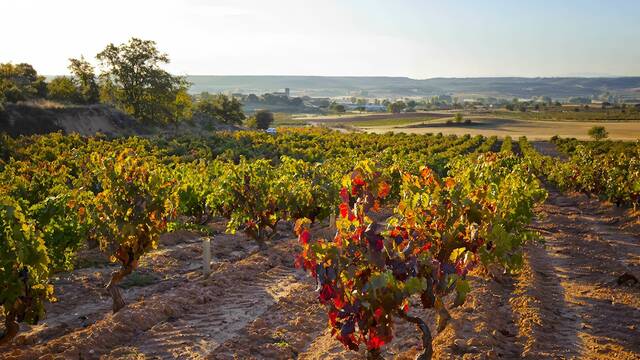 Reino Unido admite que esta provincia del interior de Espaa es un paraso turstico oculto: 'Tiene una catedral del vino'