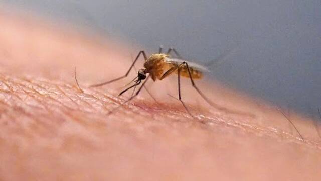 Cientficos encuentran mosquitos vivos en Islandia por primera vez en su historia: 'Han llegado para quedarse'