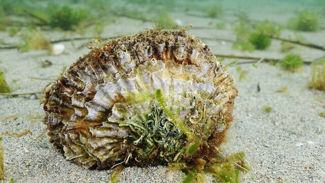 55.000 ostras planean salvar el Mar Menor y Murcia: el experimento que podra filtrar y curar toda la laguna en 23 das