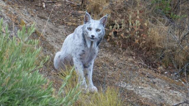 Graban por primera vez a un extra�o lince blanco nunca visto en Espa�a de m�s de 15 kg: 'No deber�an decir su ubicaci�n'