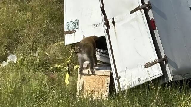 Alarma y preocupaci�n en EE.UU. tras la fuga de un mono con Covid, hepatitis C y herpes tras un accidente: 'No se acerquen'