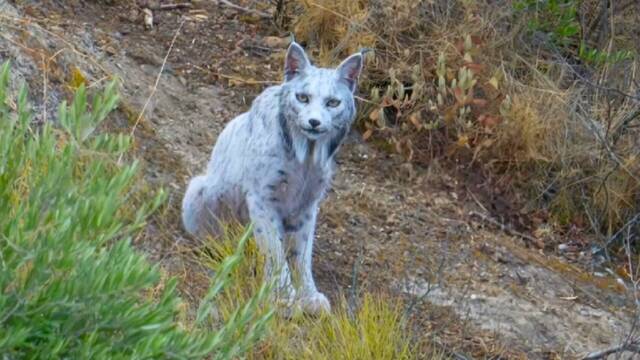 Ni albino ni mutante: el famoso lince blanco de Ja�n solo es v�ctima del estr�s