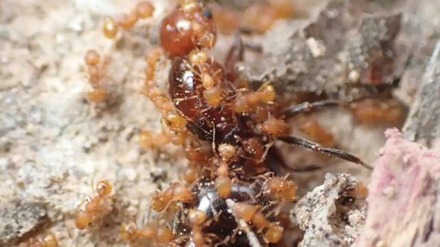 Alarma y preocupacin en Japn: una invasin masiva de hormigas de fuego chinas desata temores de guerra biolgica encubierta