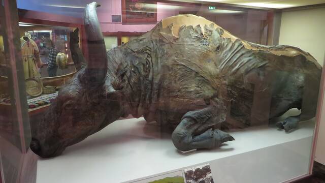 Un paleontlogo encontr un bisonte de hace 50.000 aos y decidi hacer algo que horroriz a sus compaeros