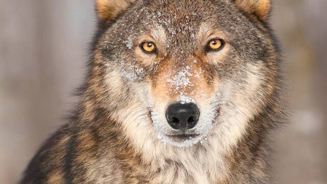 En 1995, Estados Unidos liber� una manada de 14 lobos: 30 a�os despu�s, el mayor santuario natural transforma todo su ecosistema