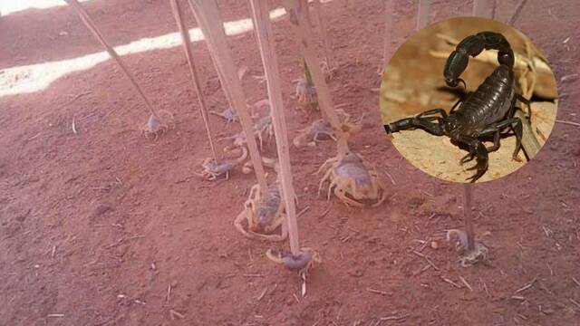 Egipto se enfrenta a una plaga de escorpiones que deja ya a tres muertos