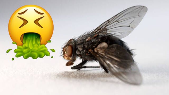 ¿Por qué las moscas vomitan sobre la comida cuando se posan sobre ella?