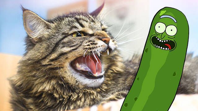 ¿Cuál es el origen de la enemistad entre los gatos y los pepinos?