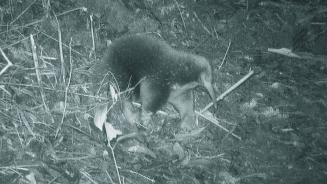 Captan im�genes de un mam�fero que surgi� en la �poca de los dinosaurios y se cre�a extinto