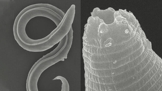 Logran resucitar a unos parsitos que llevaban congelados 46.000 aos