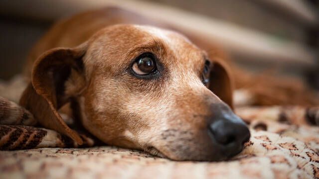 Un veterinario explica cmo minimizar los problemas por envejecimiento de los perros y mantenerlos saludables