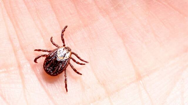 Alarma y preocupacin en EE.UU. por parsitos que transmiten alergia a la carne: los sntomas fatales aparecen a las 6 horas