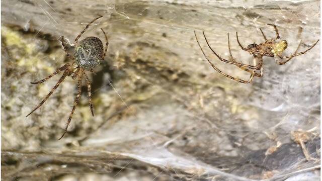 La megaciudad secreta de 111.000 ara�as: una red de 106 metros cuadrados donde dos especies rivales conviven sin violencia