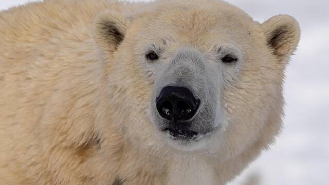 La escena m�s salvaje del �rtico: una osa polar de 300 kilos devora un cachalote gigante de 40 toneladas en pleno glacial