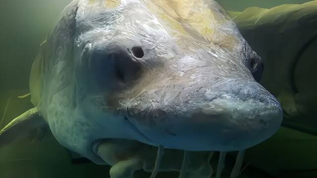 Cient�ficos resucitan un 'dinosaurio' de hace 200 millones de a�os y lo suelta en un arroyo: mide 2 metros y vive 100 a�os