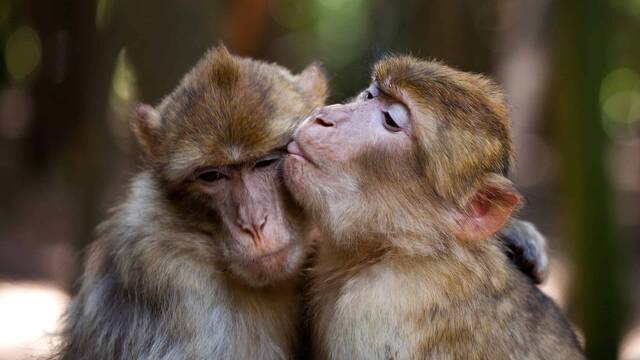 Cient�ficos encuentran evidencias del primer beso de la humanidad: un gesto que lleva repiti�ndose 21 millones de a�os