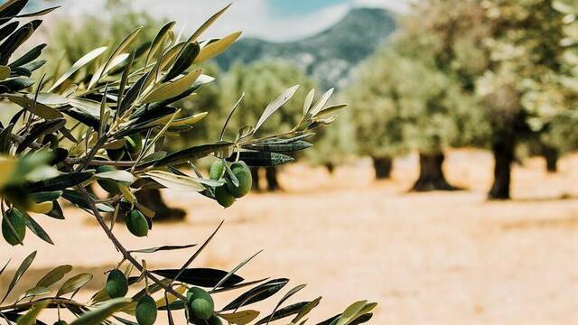 Sigifredo Ledesma, empresario, desmiente el mito de los olivos en Espaa: 'No se puede vivir slo con 3000'