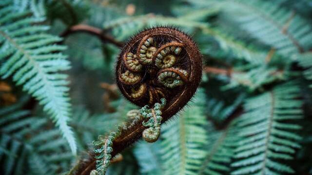 China confirma un hallazgo �nico: un helecho genera de forma natural un mineral de tierras raras y cambia la econom�a mundial