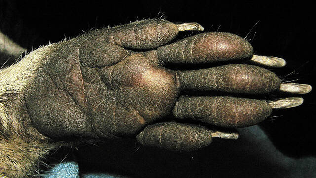 Ni lobos ni linces: este es el nuevo depredador que el ser humano est� domesticando sin querer en las grandes ciudades