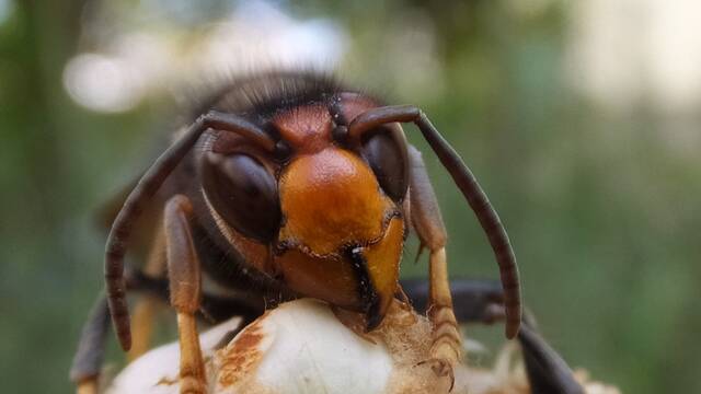 Alarma y preocupacin en Espaa, la avispa asitica se expande desde Galicia a nuevas zonas: 'Ms de 114.000 nidos retirados'