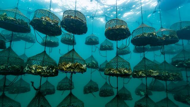 El cultivo de ostras puede tener la clave contra el cambio climtico: 55.000 ejemplares sembrados en el Mar Menor lo confirman