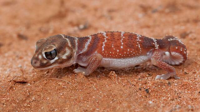 Alarma y preocupaci�n en Baleares por el primer brote de leishmaniosis en reptiles registrado en Espa�a