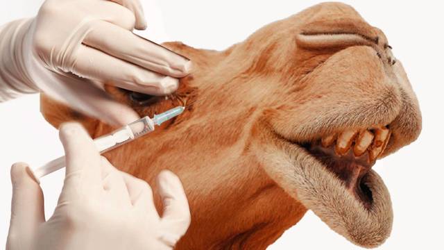 Expulsan a 43 camellos de una competici�n por tener inyectado botox