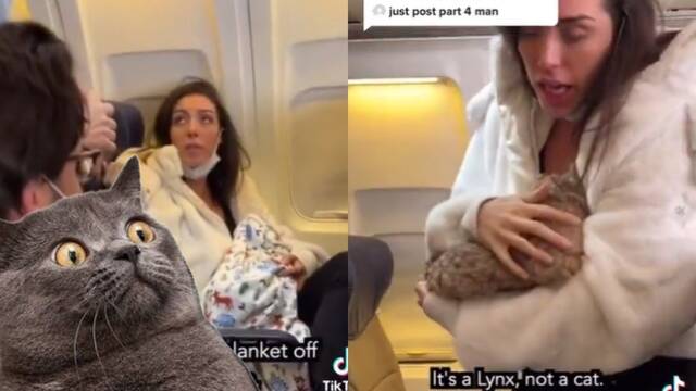 La historia de la mujer que amamantaba a un gato en un avión y que resultó ser cierta