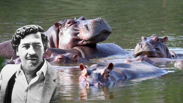 Los 'hipopótamos de la cocaína' de Pablo Escobar causan estragos en Colombia