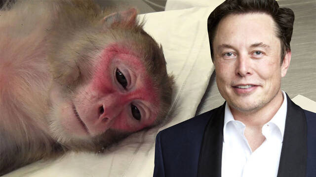 Neuralink de Elon Musk bajo investigación por maltrato animal