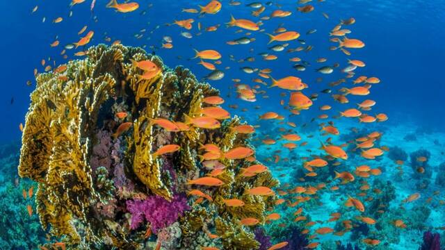 Cientficos realizan un importante y revolucionario hallazgo sobre el fondo marino: 'Es fantstico'