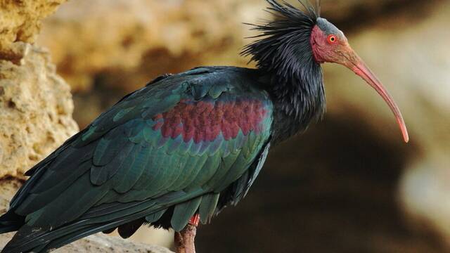 Una de las aves ms amenazadas en todo el mundo llega a Espaa y los expertos alertan de su presencia